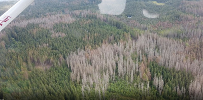Bezzásahové území v NPR Rejvíz v Jeseníkách